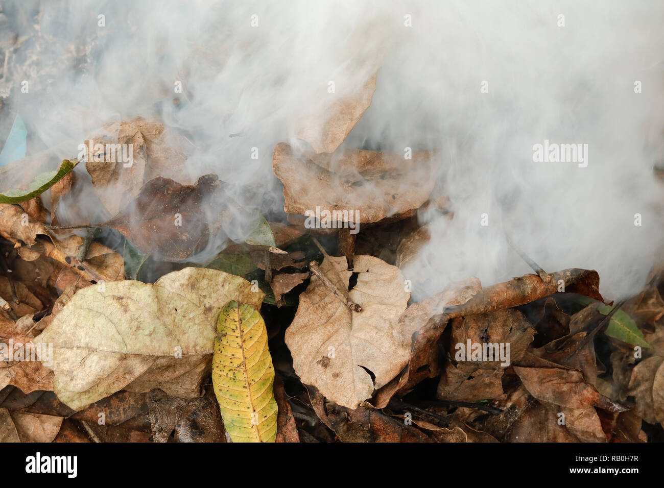 Trees dries leafs collected and fired in forest, producing white smoke