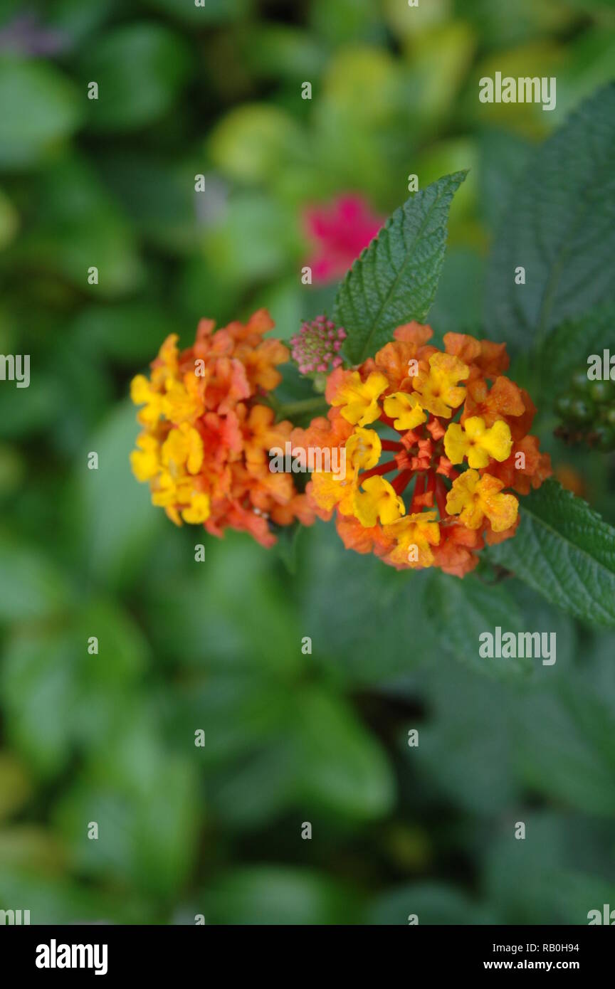 North Carolina Flowers Stock Photo Alamy