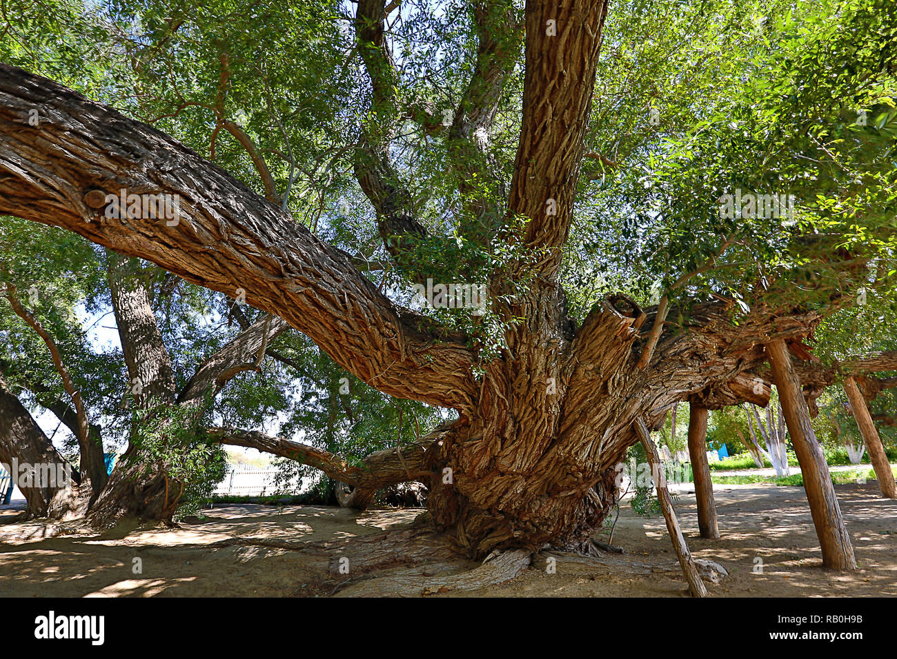 Old willow tree in Kazakhstan. Stock Photo