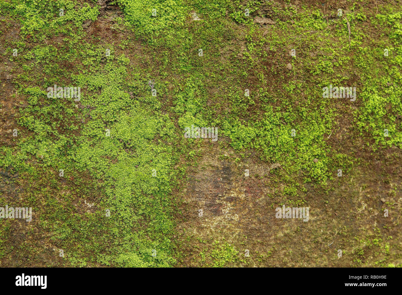 Green moss on concrete moisture wall, in rainy season texture or