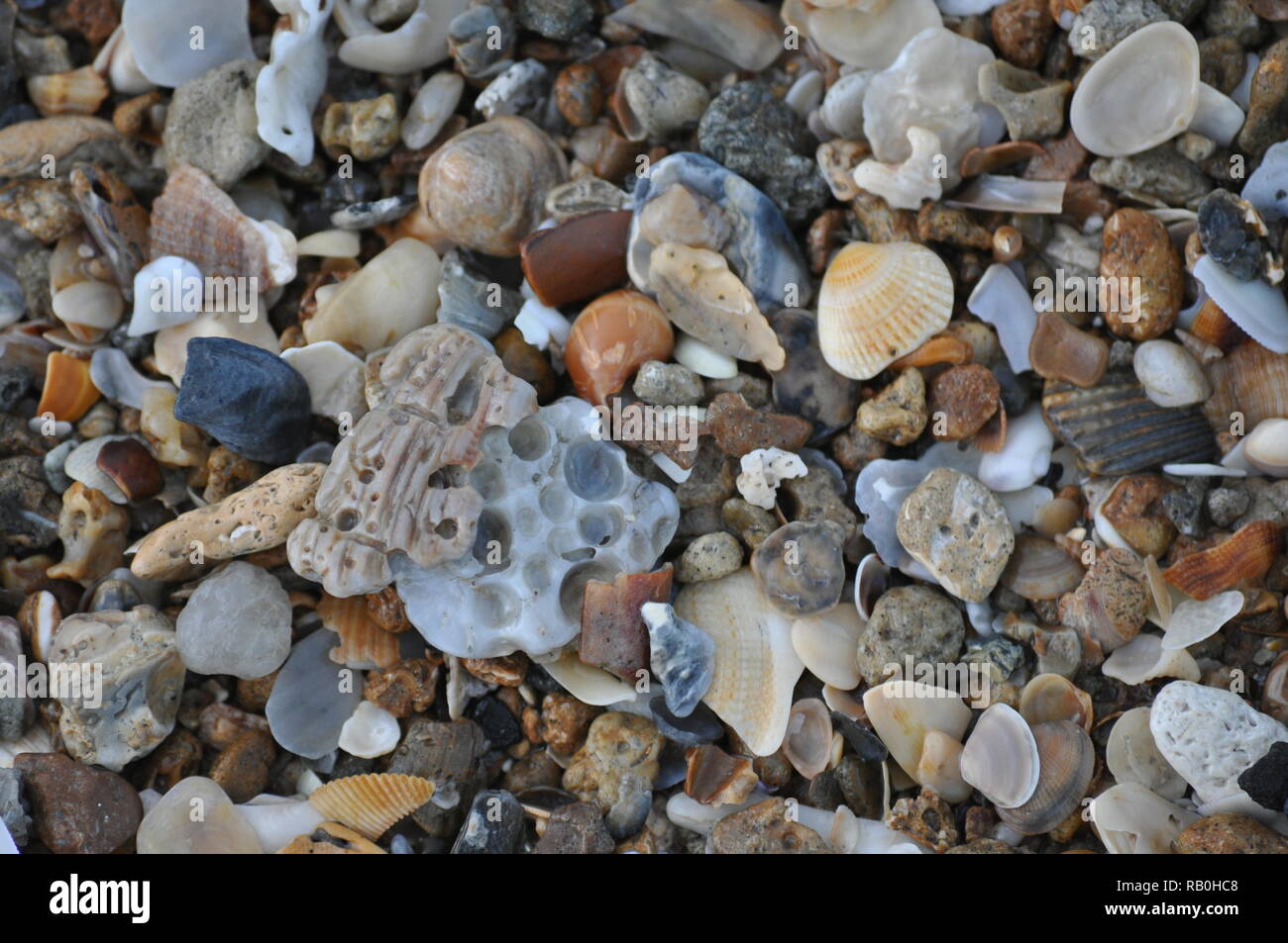 Beautiful Summer Macro Shells at the beach near sunset Topsail Beach