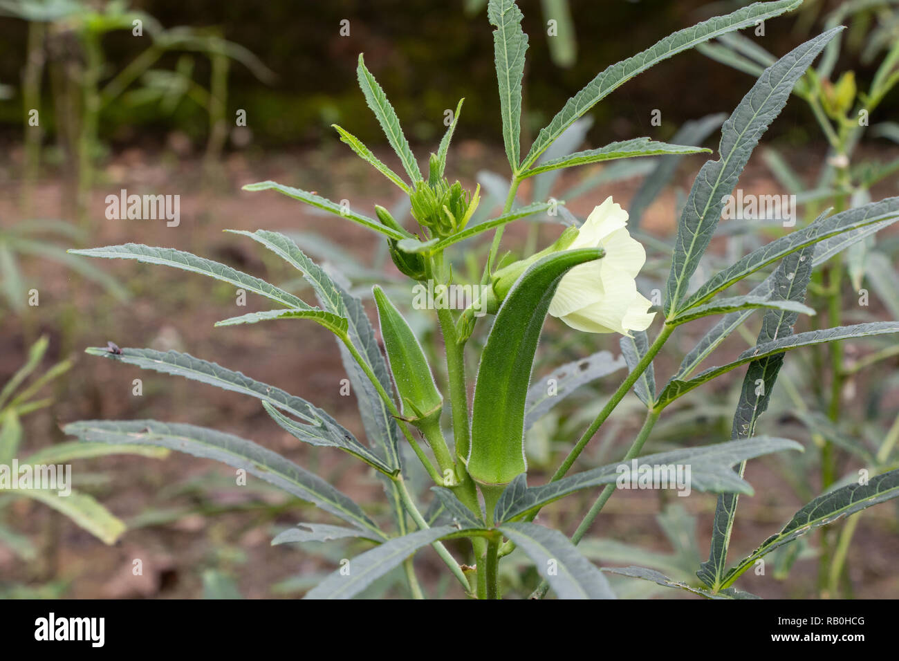 Okra, lady finger growing in farm, Okra plant with leaves with bury background Stock Photo