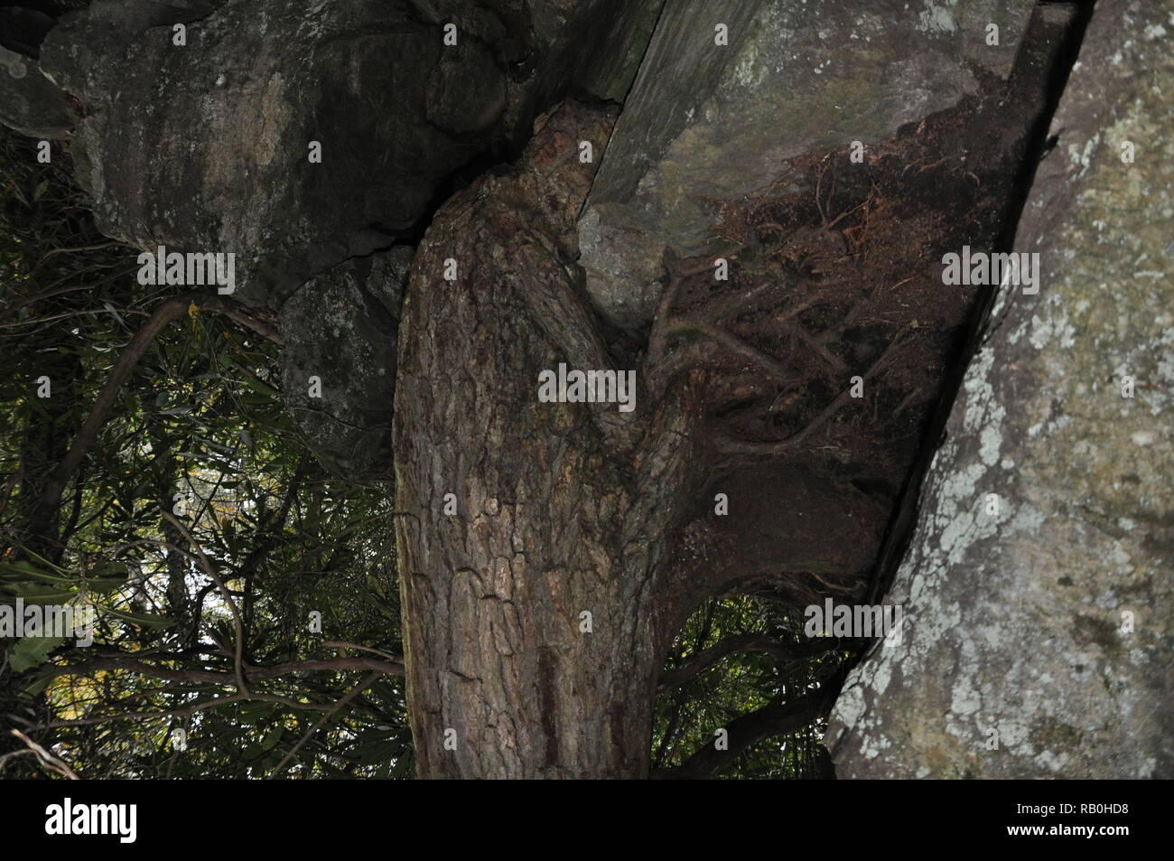Upside down Picture of a tree. Linwood Falls Trail North Carolina. Tree growing out of the rocks