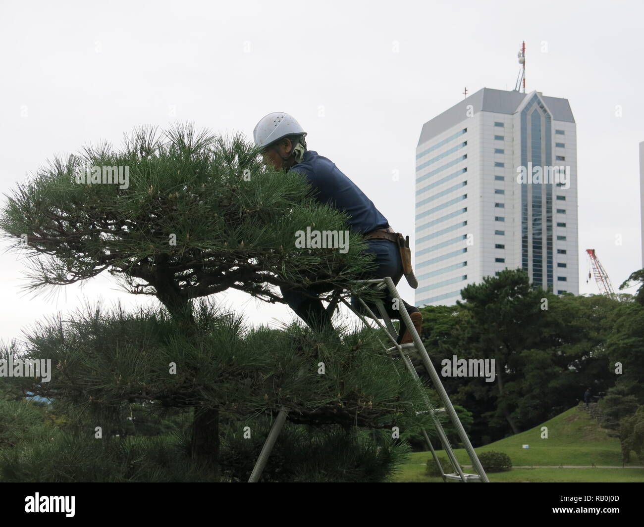 A Japanese gardener at work up a ladder, pruning and trimming pine