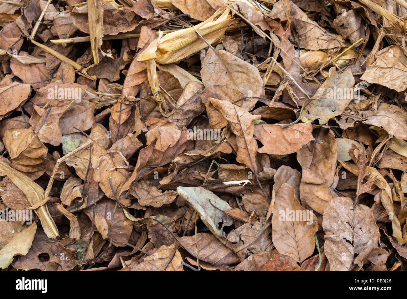 Trees dries leafs collected in forest, ready to fire Stock Photo
