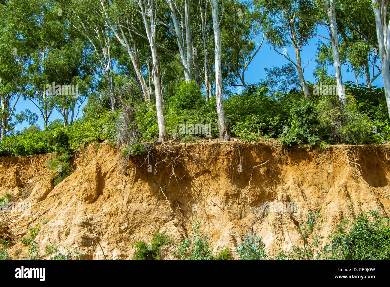Soil cross section tree roots hi-res stock photography and images - Alamy