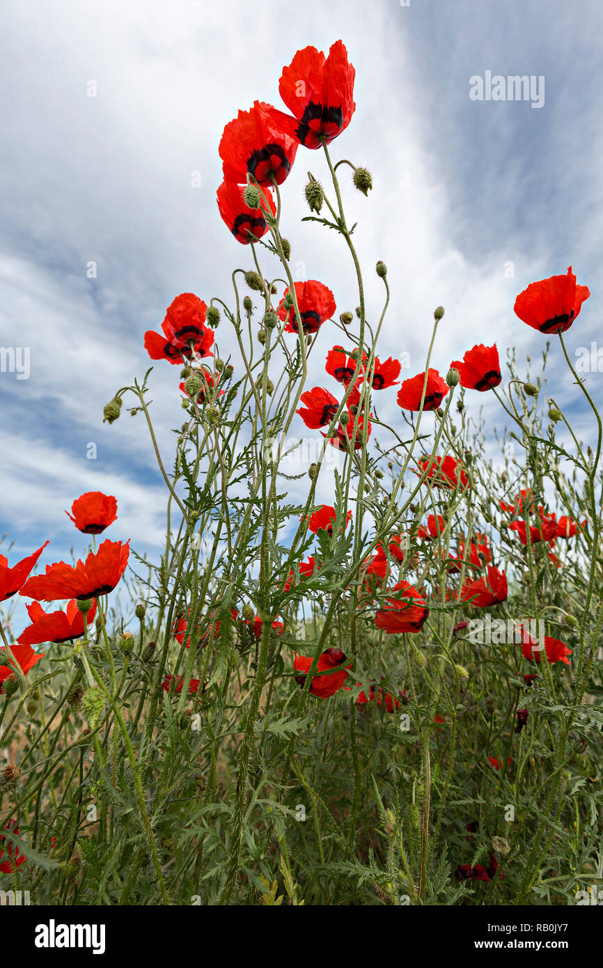 Red poppies Stock Photo