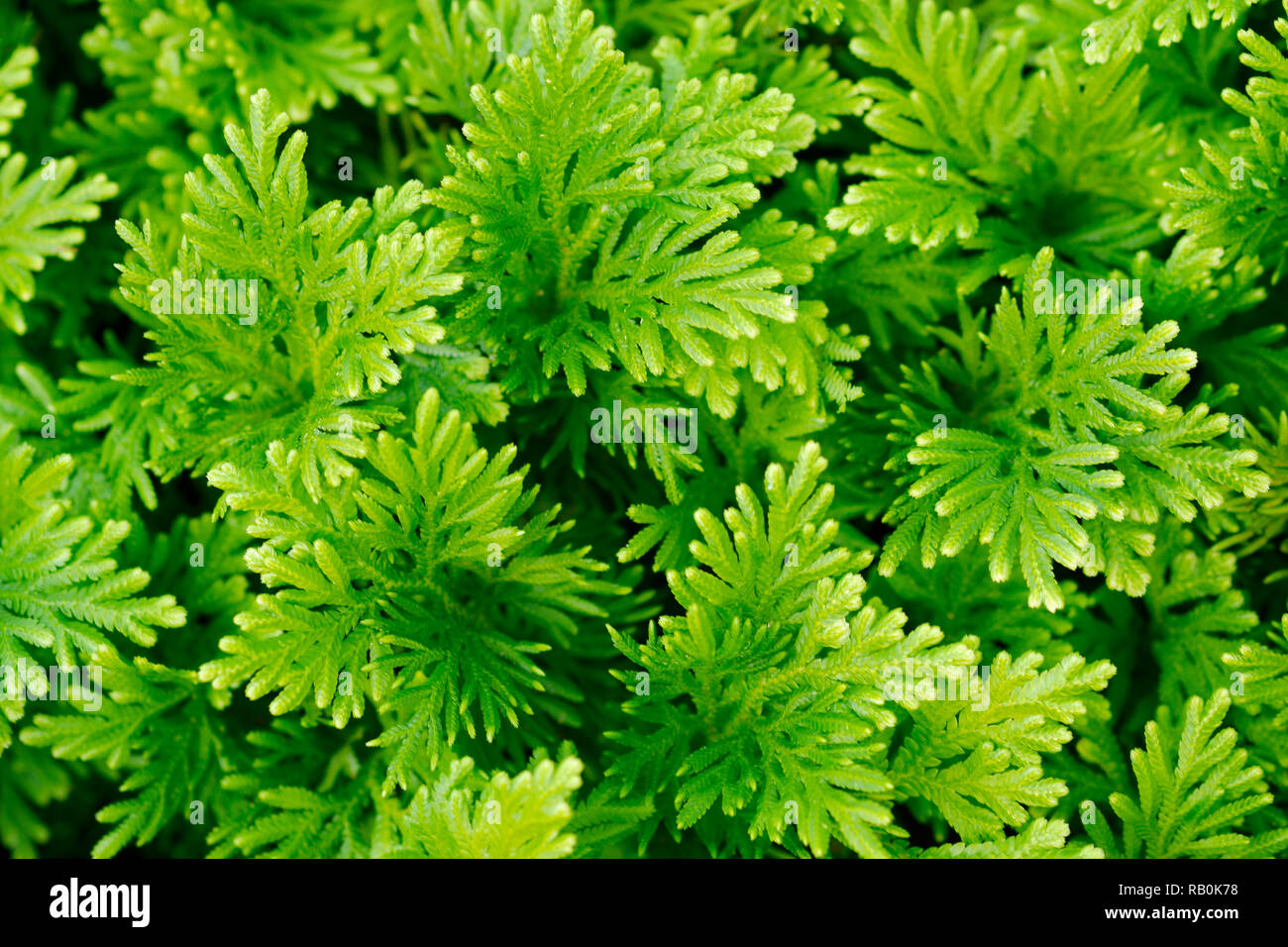 close up green grass in park background- Image Stock Photo - Alamy