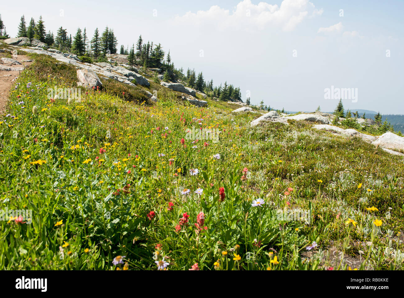 Summer Alpine Meadows at the top of Trophy Mountain in Wells Gray Provincial Park, British Columbia, Canada Stock Photo