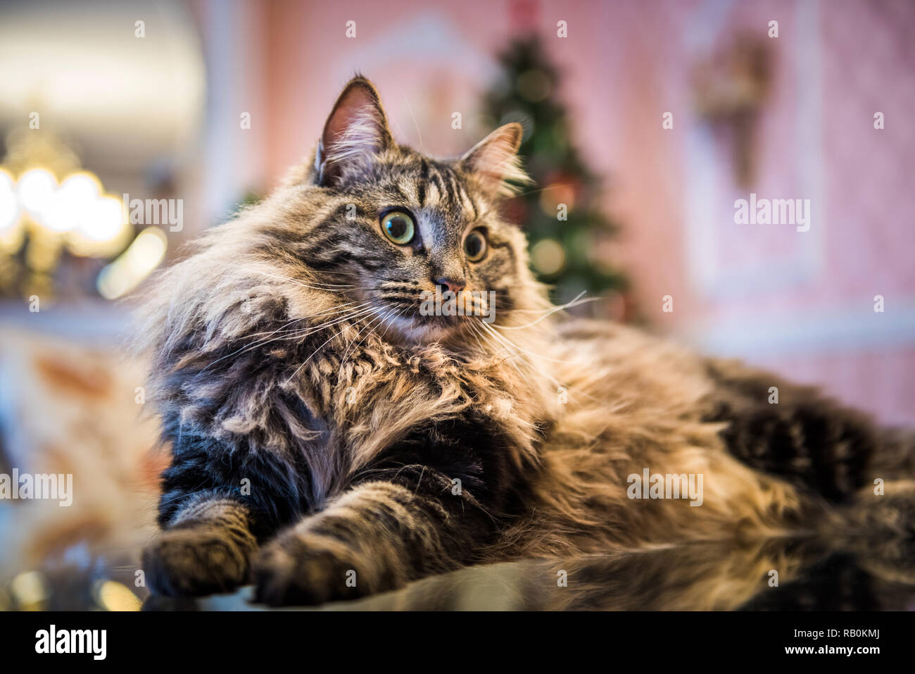 Norwegian forest cat portrait close up with big fluffy muzzle Stock Photo