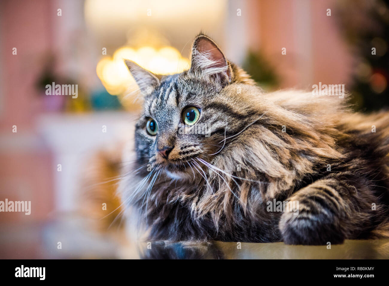 Norwegian forest fluffy cat portrait inside interior Stock Photo