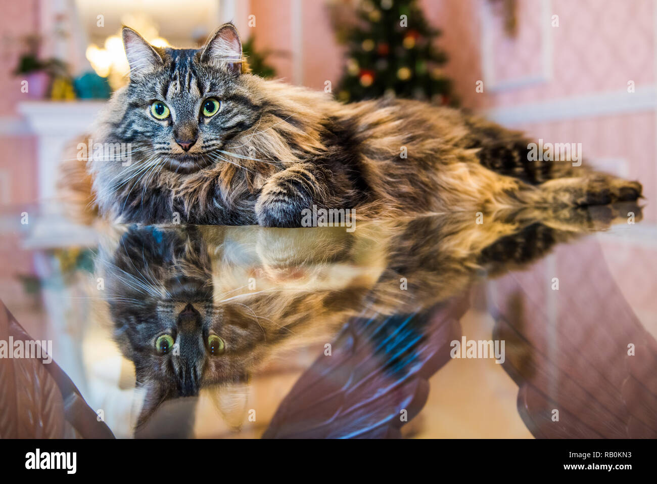 Norwegian forest fluffy cat portrait inside interior Stock Photo