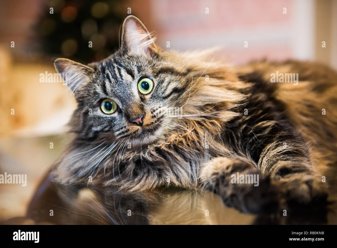 Norwegian forest fluffy cat portrait inside interior Stock Photo