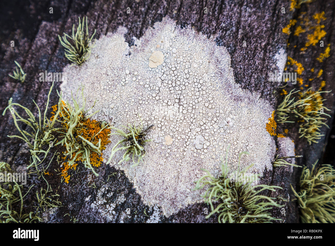 Flechten hi-res stock photography and images - Alamy