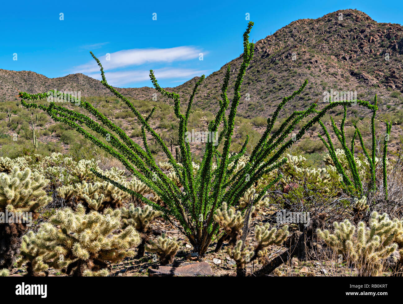 Ocotillo & Cholla Cactus Stock Photo