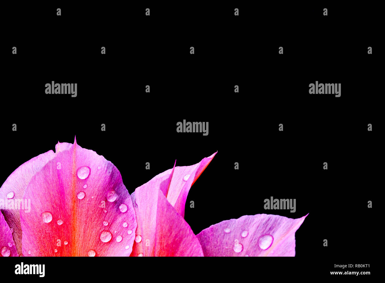 Raindrops on Red Petals, of flower Stock Photo