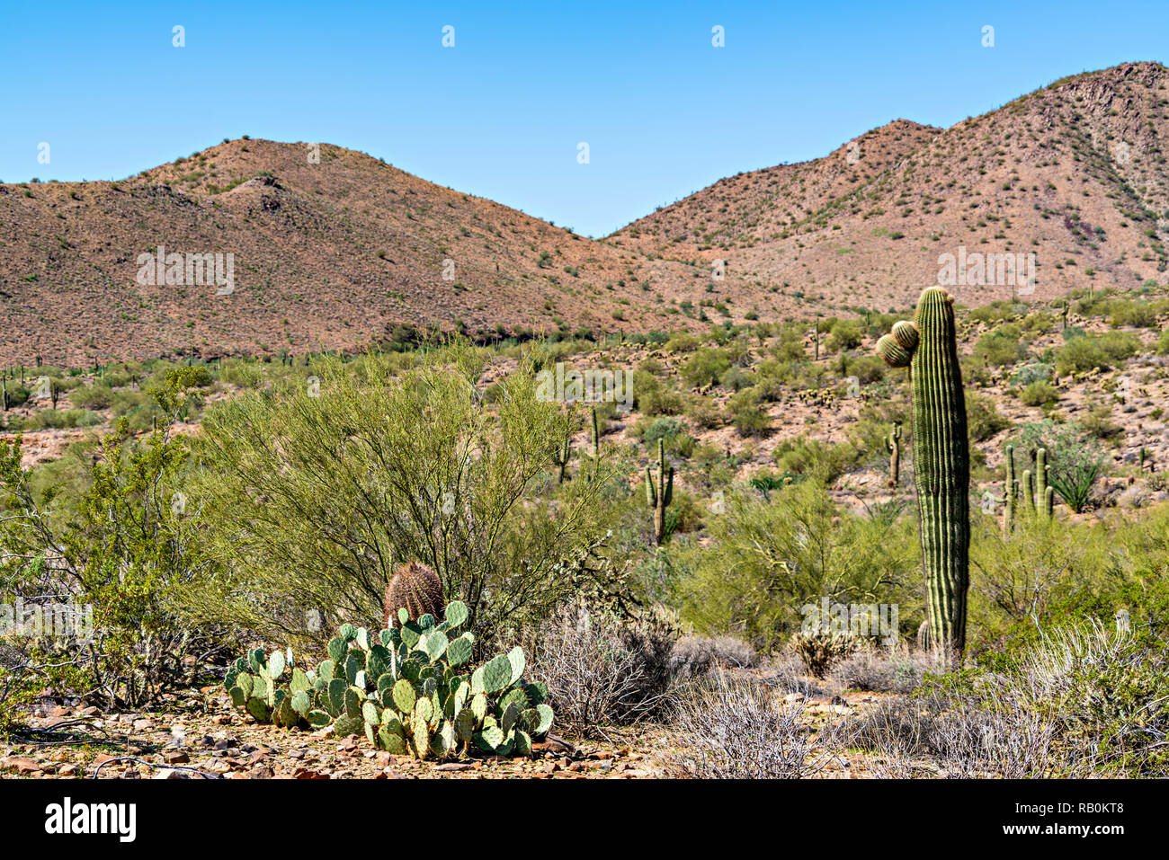 Prickly Pear, Barrel & Saguaro Cactus in desert Stock Photo