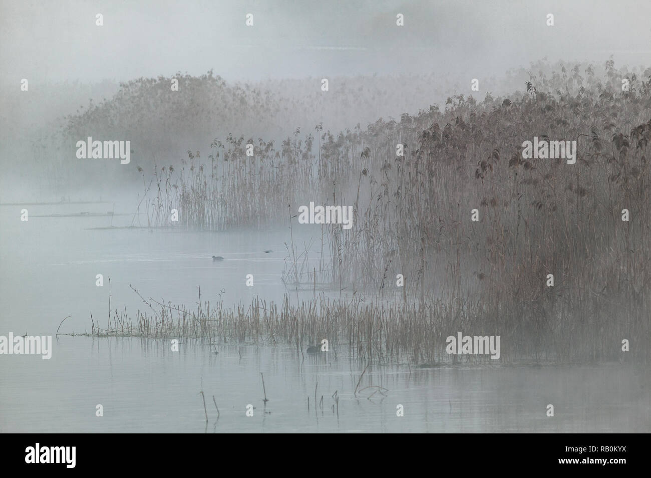 Fog at the sources of the Pescara river.Popoli, Pescara province, Abruzzo, Italy, Europe Stock Photo