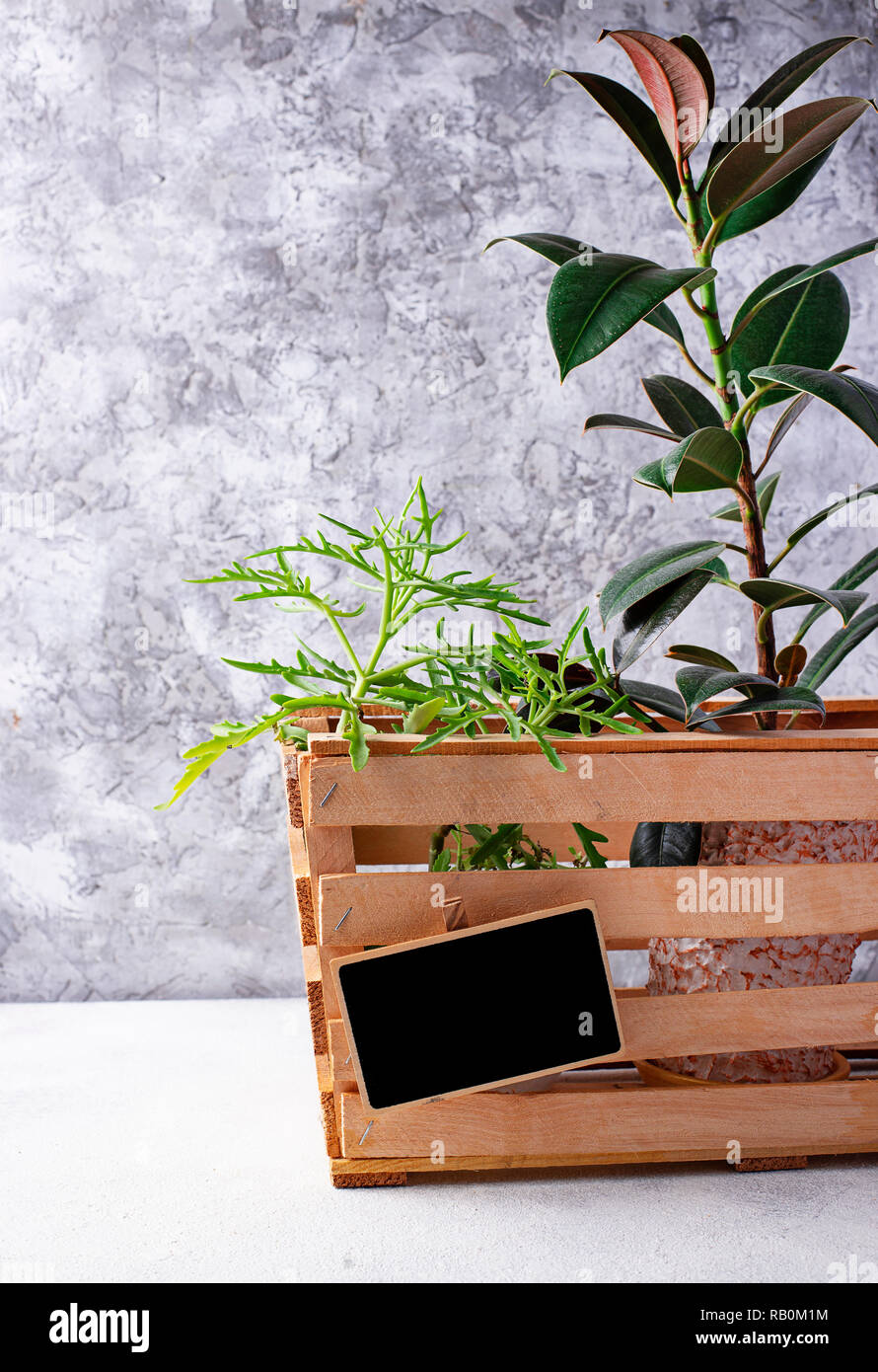Plant delivery. Green flower in wooden box Stock Photo Alamy