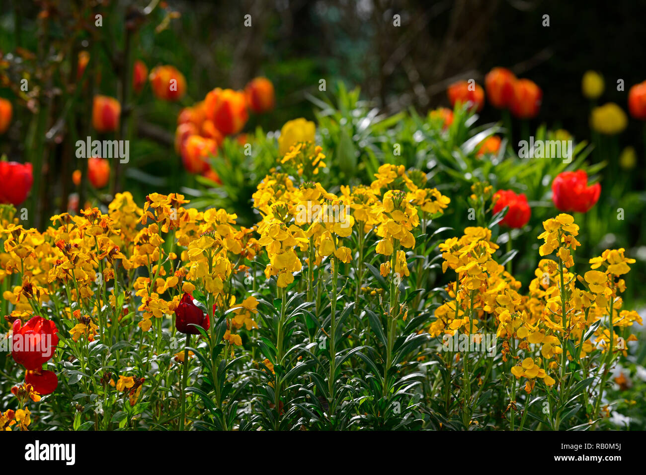 Erysimum cheiri,wallflower,wallflowers,yellow,scented,scent,perfume,perfumed,spring,flowers,flowering,RM Floral Stock Photo