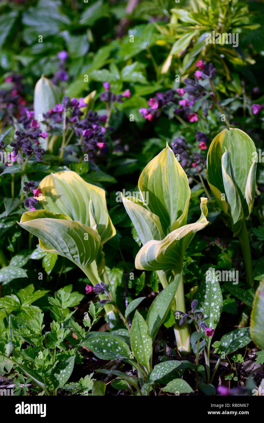 hosta,leaves,foliage,new,emerge,spring,verdant,growth,pulmonaria,lungwort,bed,border,garden,gardens,RM Floral Stock Photo