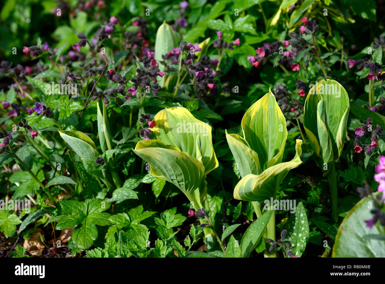 hosta,leaves,foliage,new,emerge,spring,verdant,growth,pulmonaria,lungwort,bed,border,garden,gardens,RM Floral Stock Photo