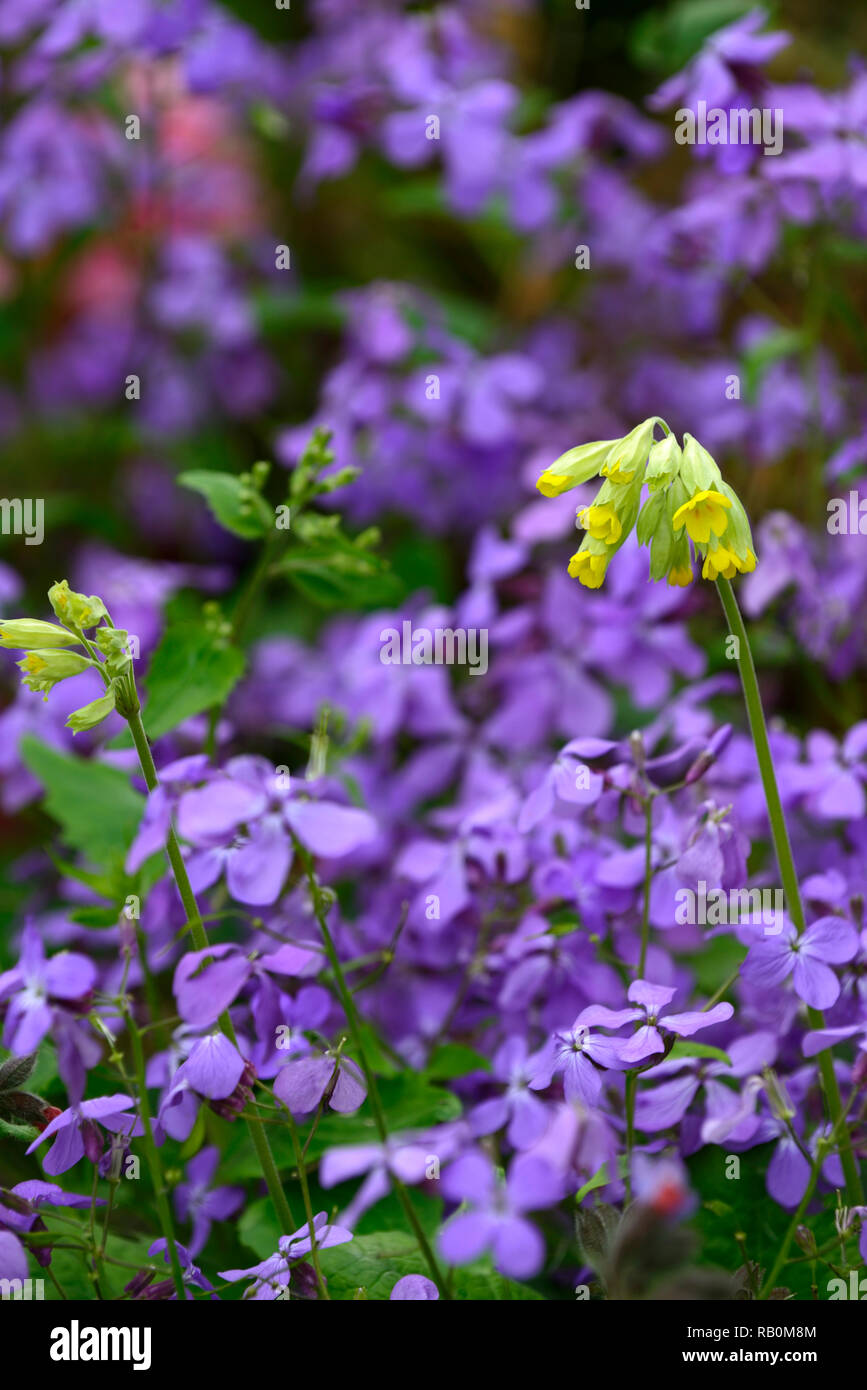 Violet yellow hires stock photography and images Alamy
