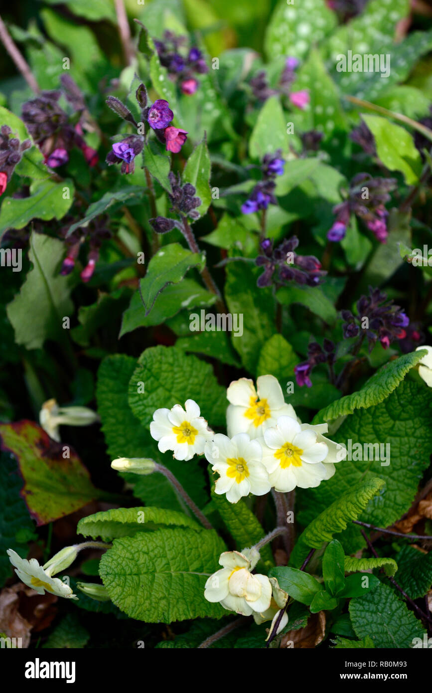 Pulmonaria vulgaris hires stock photography and images Alamy