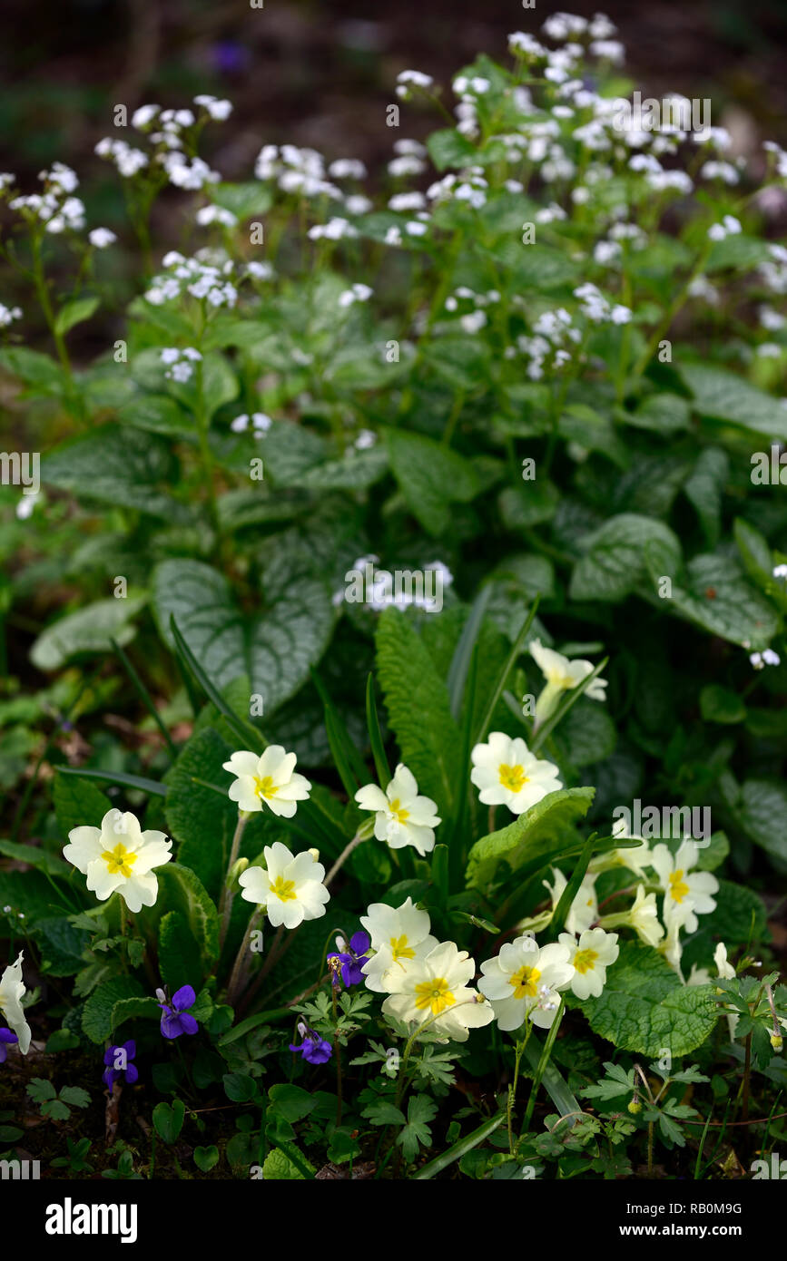 Primula vulgaris,Brunnera macrophylla Mr. Morse,viola,primrose,primroses,yellow,cream,blue,white,mix,mixed,combination,flower,flowers,flowering,shade, Stock Photo