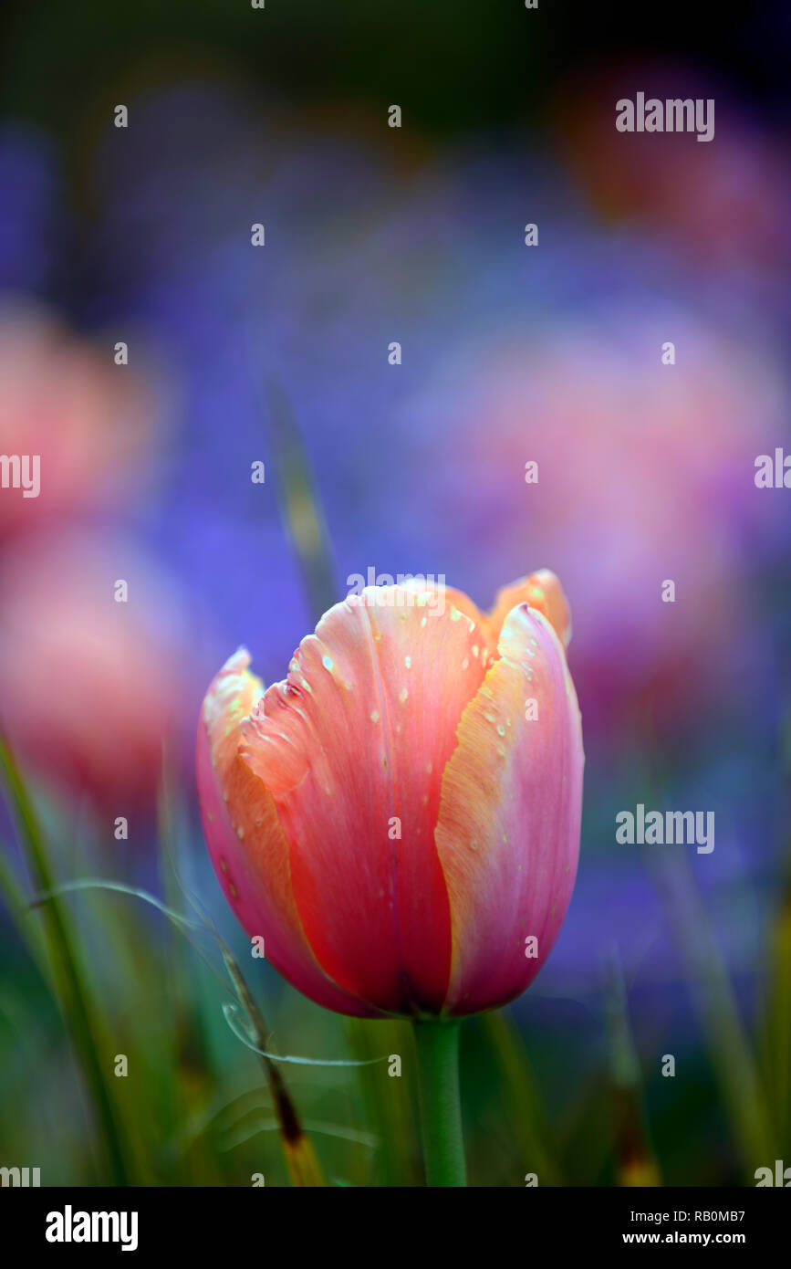 tulips,tulipa,orange,red,flower,flowers,blue background,diffuse,narrow depth of focus,shallow depth of field,spring,garden,gardens,RM Floral Stock Photo