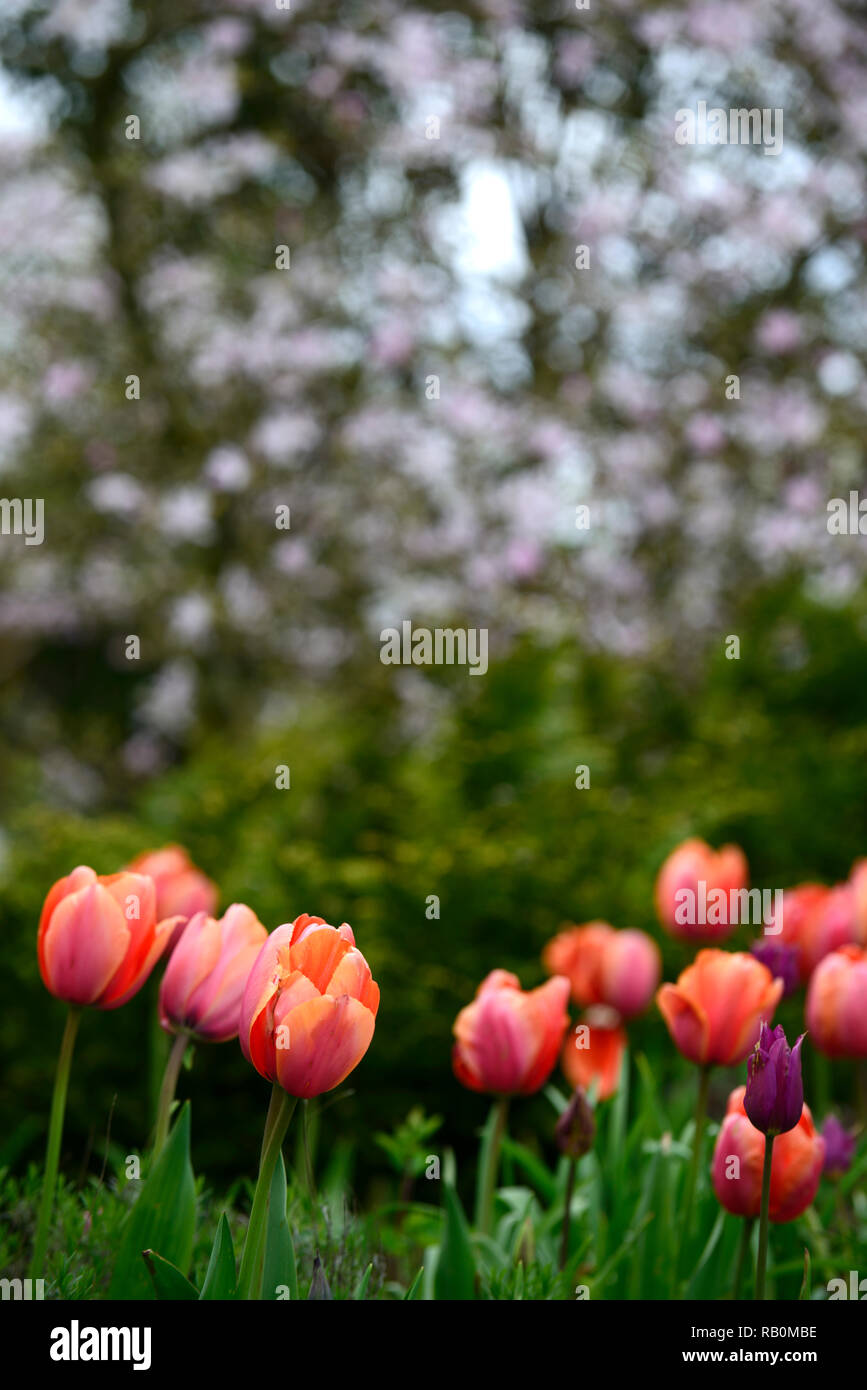 tulipa menton,tulip menton,tulips,tulip,orange,red,peach,flower,flowers,magnolia stellata,background,diffuse,narrow depth of focus,shallow depth of fi Stock Photo