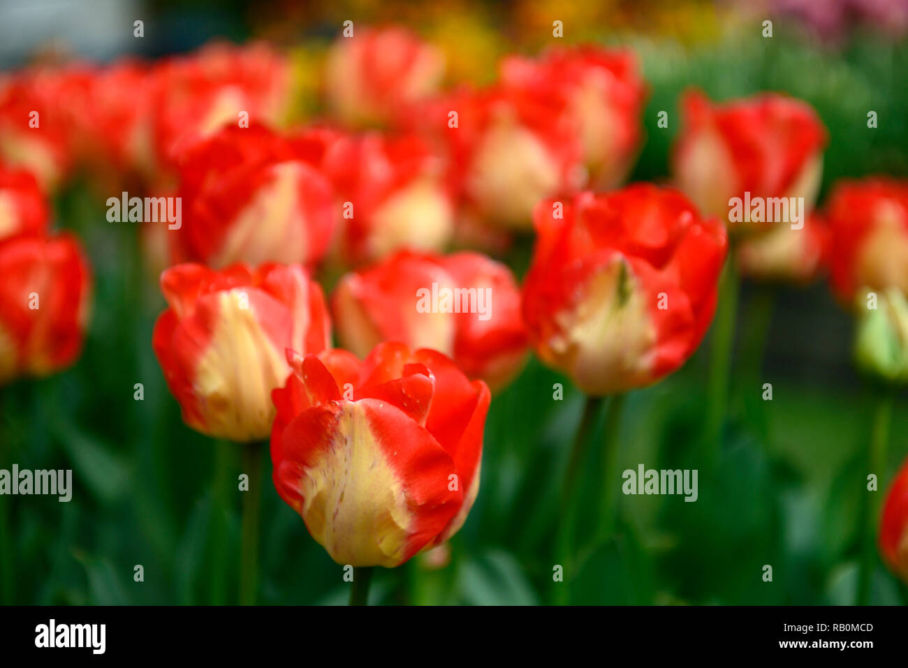 tulipa american dream,tulip american dream,red yellow,bicolor,darwin hybrid tulip,tulips,flower,flowers,garden,RM Floral Stock Photo