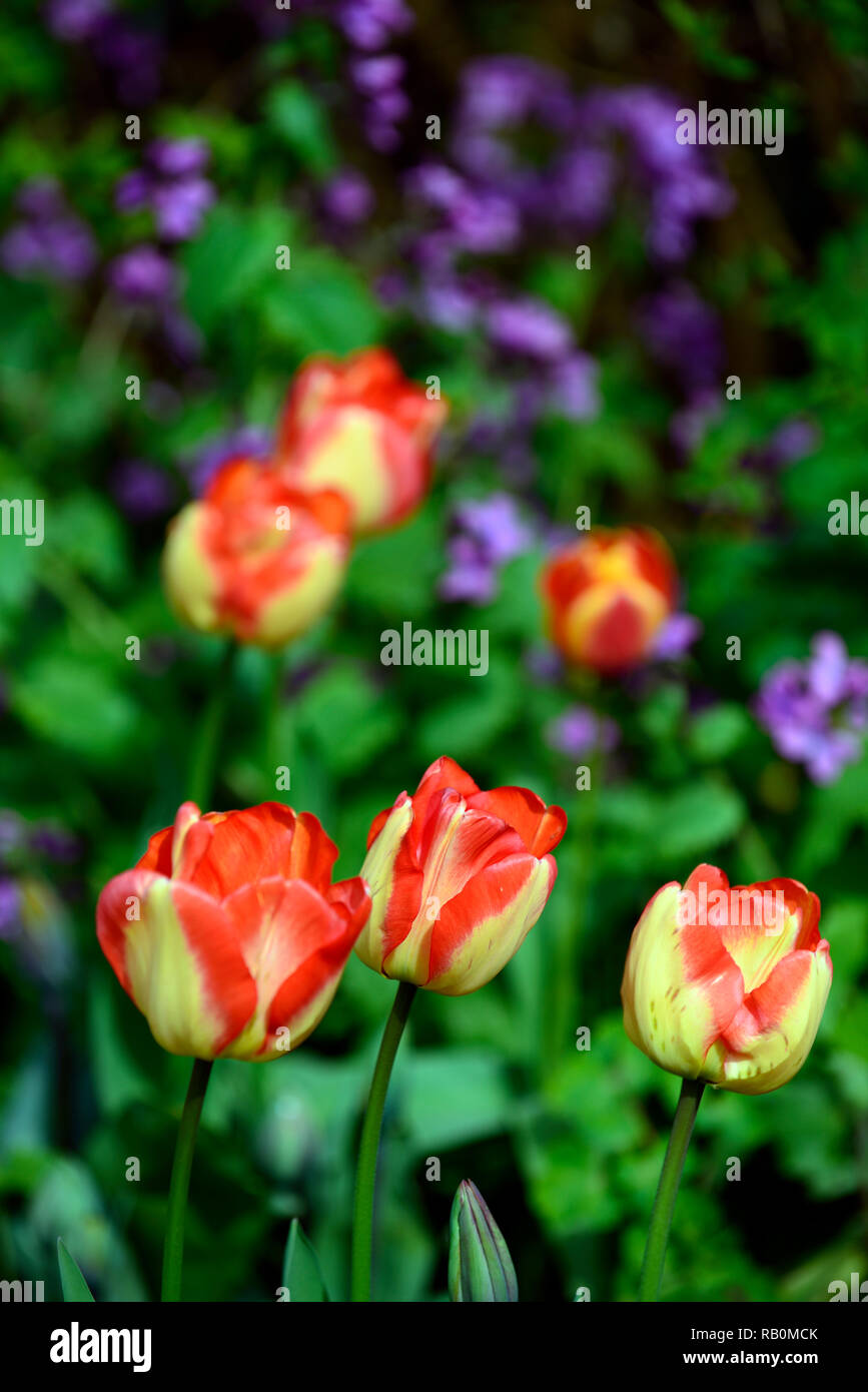 tulipa american dream,tulip american dream,red yellow,bicolor,darwin hybrid tulip,tulips,flower,flowers,garden,RM Floral Stock Photo