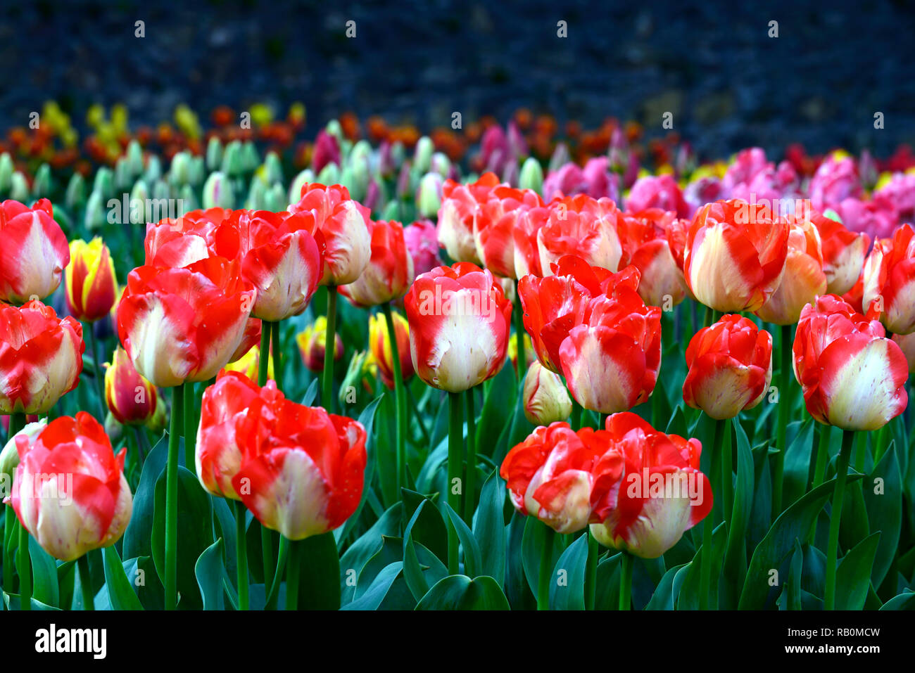 tulipa american dream,tulip american dream,red yellow,bicolor,darwin hybrid tulip,tulips,flower,flowers,garden,RM Floral Stock Photo