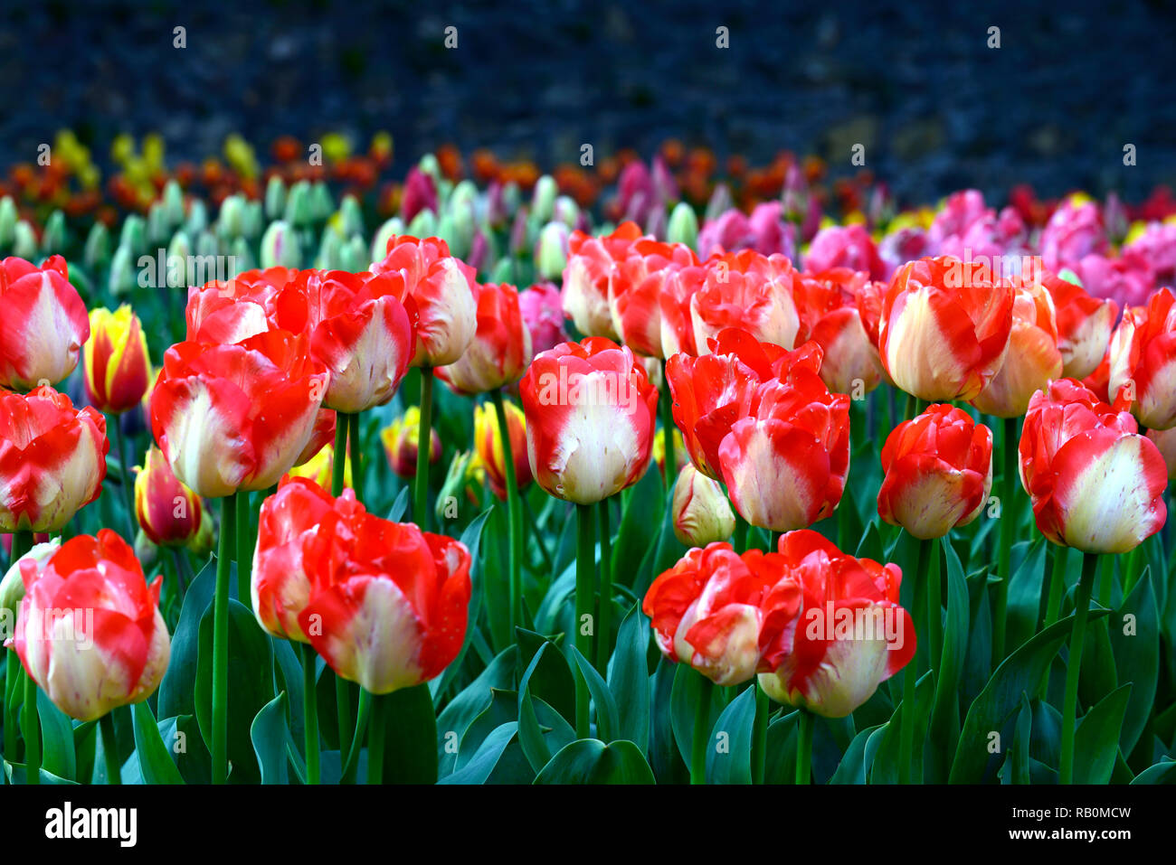 tulipa american dream,tulip american dream,red yellow,bicolor,darwin