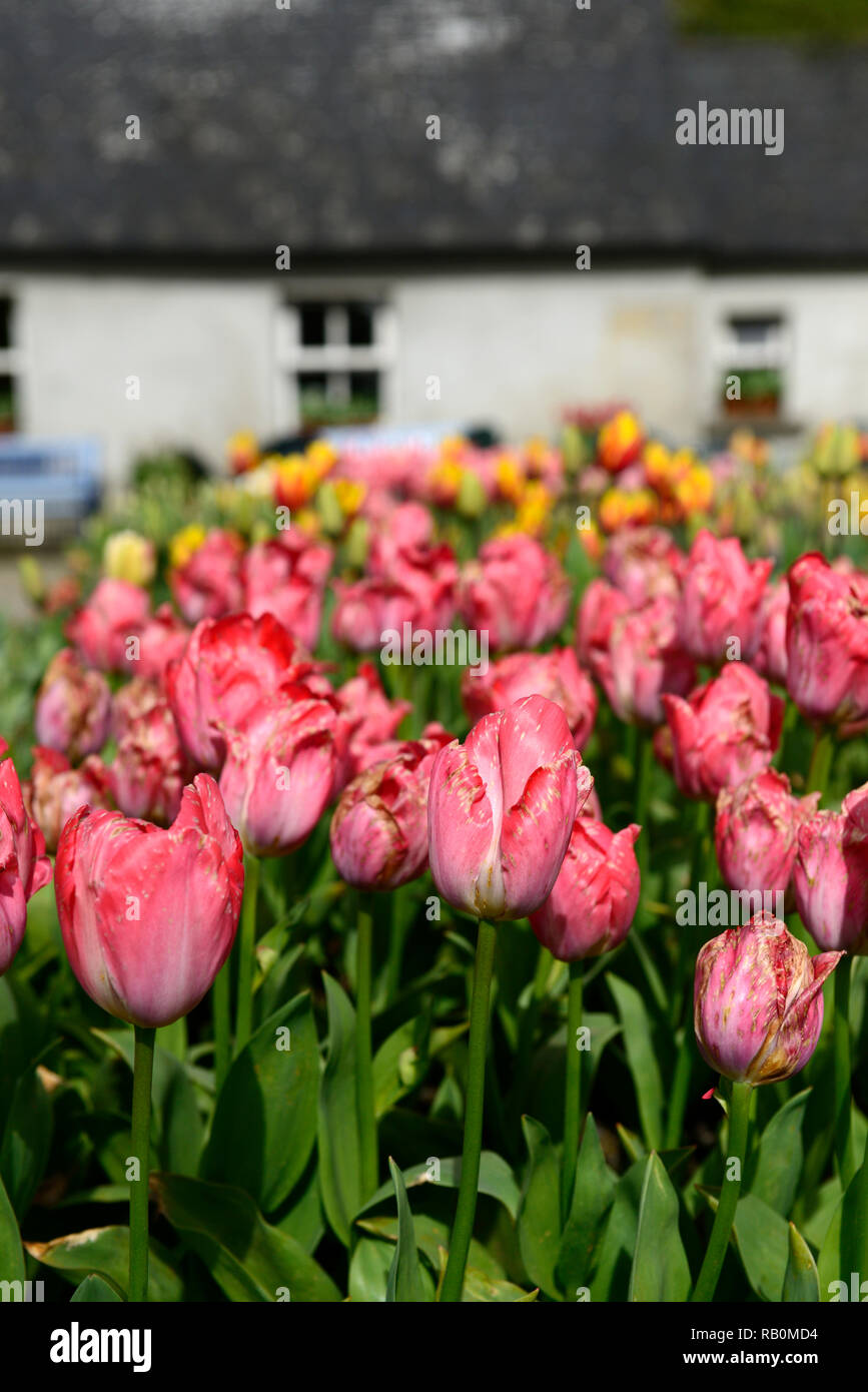 tulipa big chief,tulip big chief,red,darwin hybrid,gone over,finished,garden,RM Floral Stock Photo