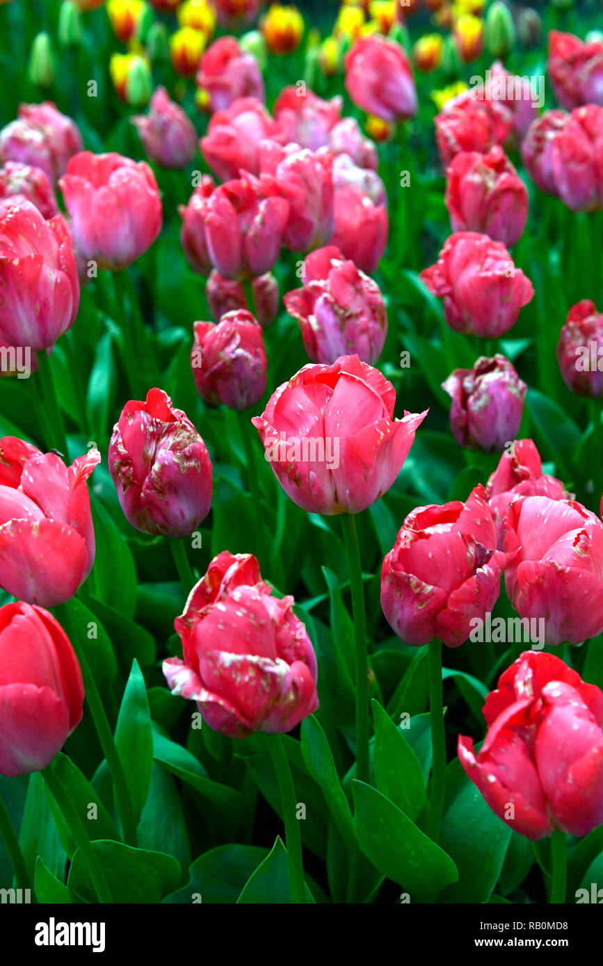 tulipa big chief,tulip big chief,red,darwin hybrid,tulip,tulips,pink,flowers,garden,RM Floral Stock Photo