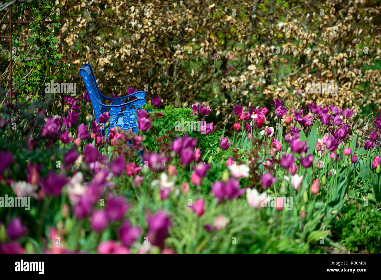 tulipa burgundy,tulip burgundy,tulipa china pink,tulip china pink,lily flowered tulips,mix,mixed,combination,flowers,spring,blue bench,blue,seat,seati Stock Photo