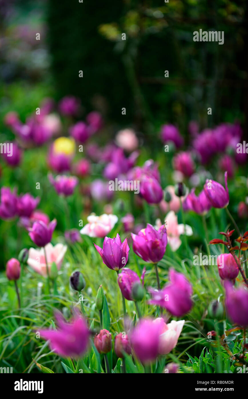 tulipa burgundy,tulip burgundy,tulipa china pink,tulip china pink,lily flowered tulips,mix,mixed,combination,flowers,spring,RM Floral Stock Photo