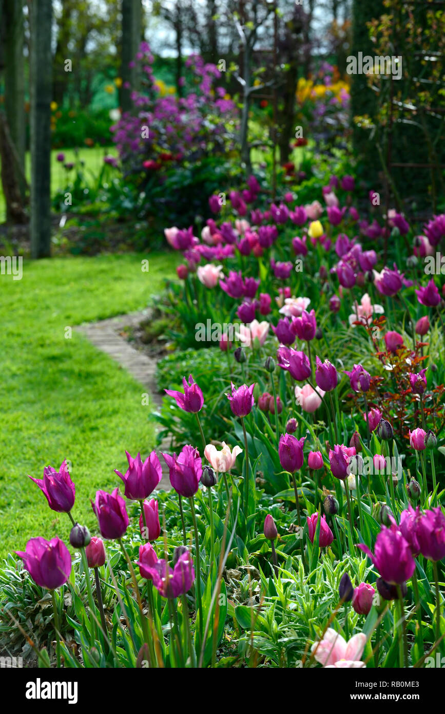 tulipa burgundy,tulip burgundy,tulipa china pink,tulip china pink,lily flowered tulips,mix,mixed,combination,flowers,spring,bed,border,display,RM Flor Stock Photo