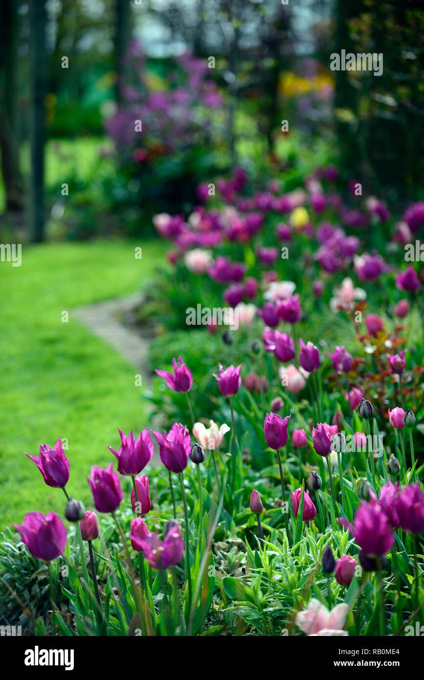 tulipa burgundy,tulip burgundy,tulipa china pink,tulip china pink,lily flowered tulips,mix,mixed,combination,flowers,spring,bed,border,display,RM Flor Stock Photo