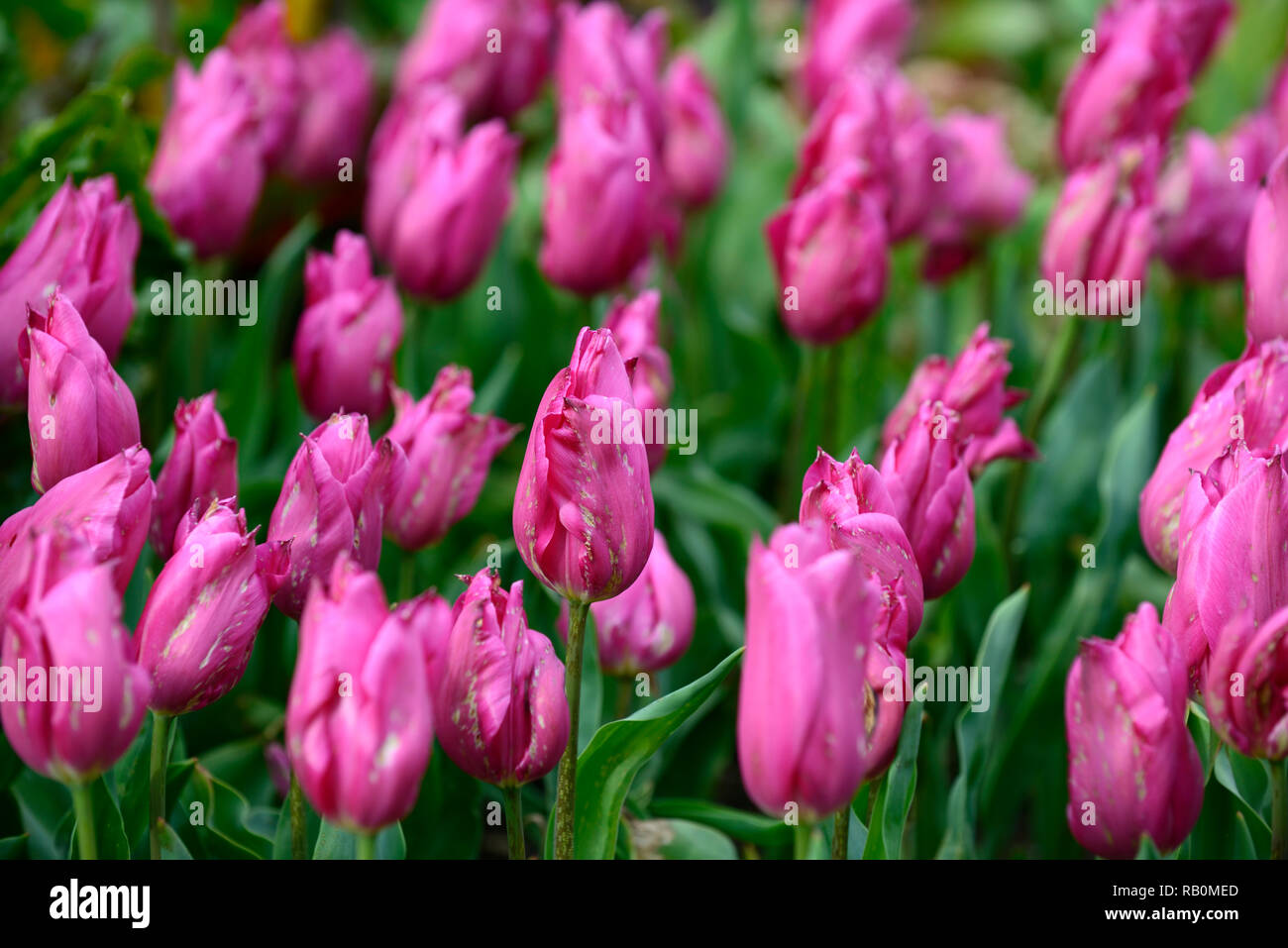 China pink tulip hires stock photography and images Alamy