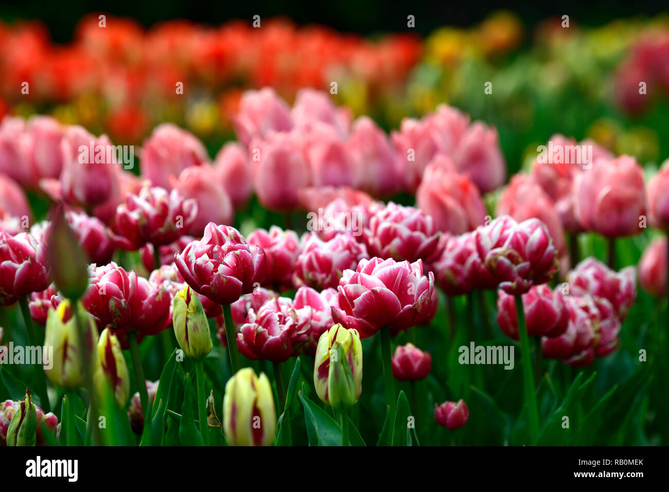 tulipa columbus,tulip columbus,tulip,tulips,double,white,pink,flowers,garden,RM Floral Stock Photo