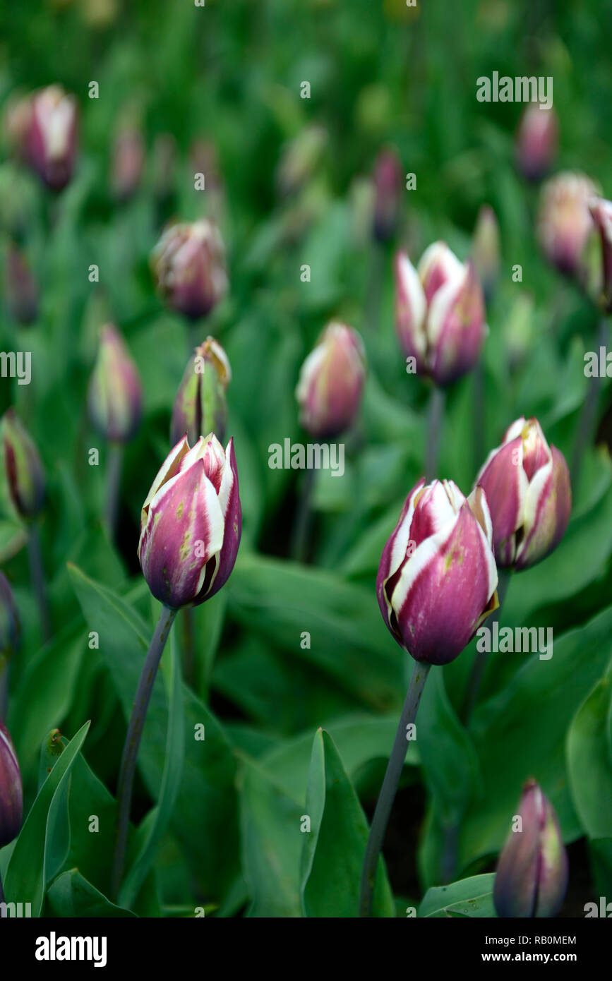 tulipa gavota,tulip gavota,triumph,bicolor,maroon,cream,colour,coloured,garden,RM Floral Stock Photo