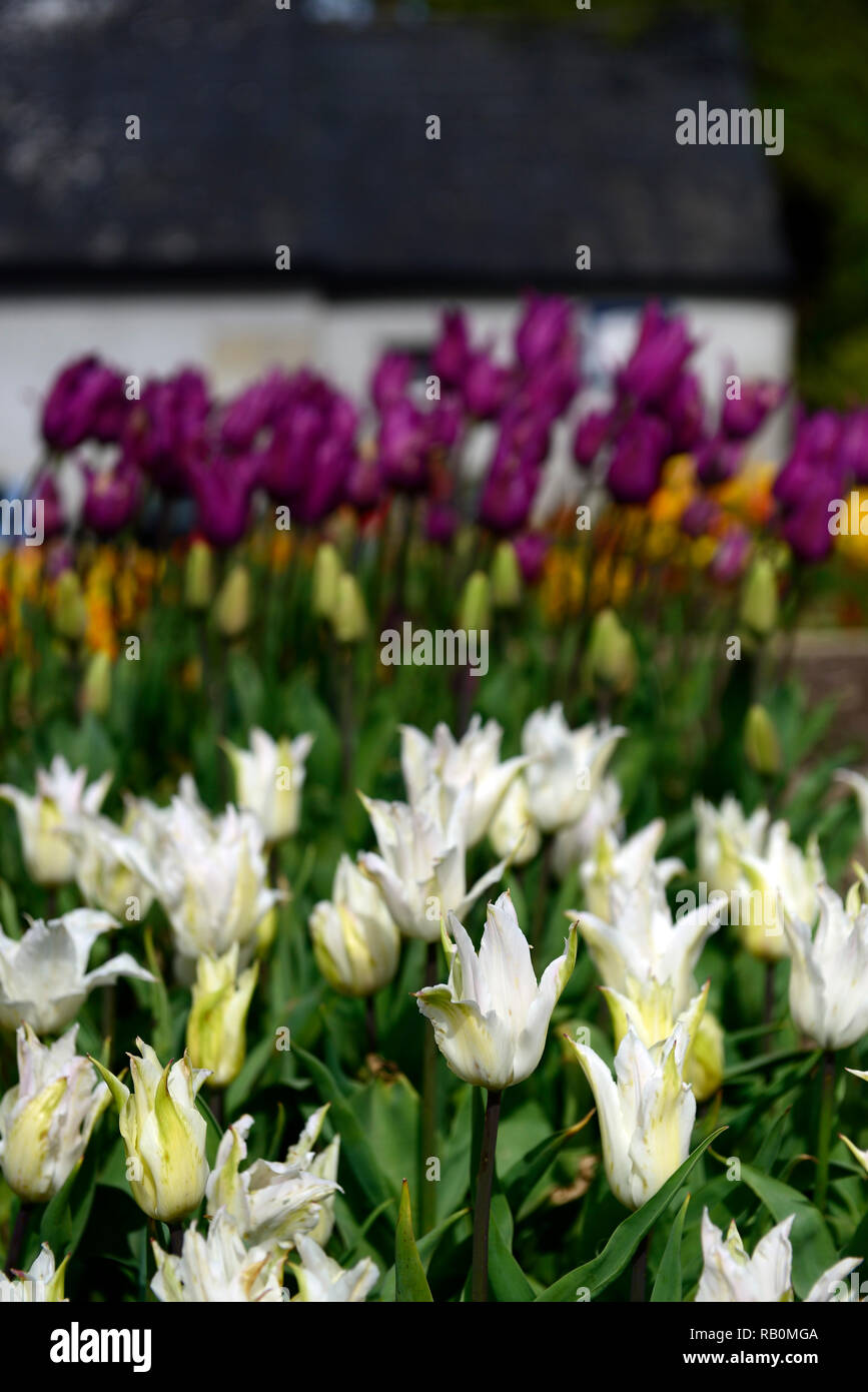 tulipa white triumphator,lily flowered tulip,tulips,flower,flowers,garden,RM Floral Stock Photo