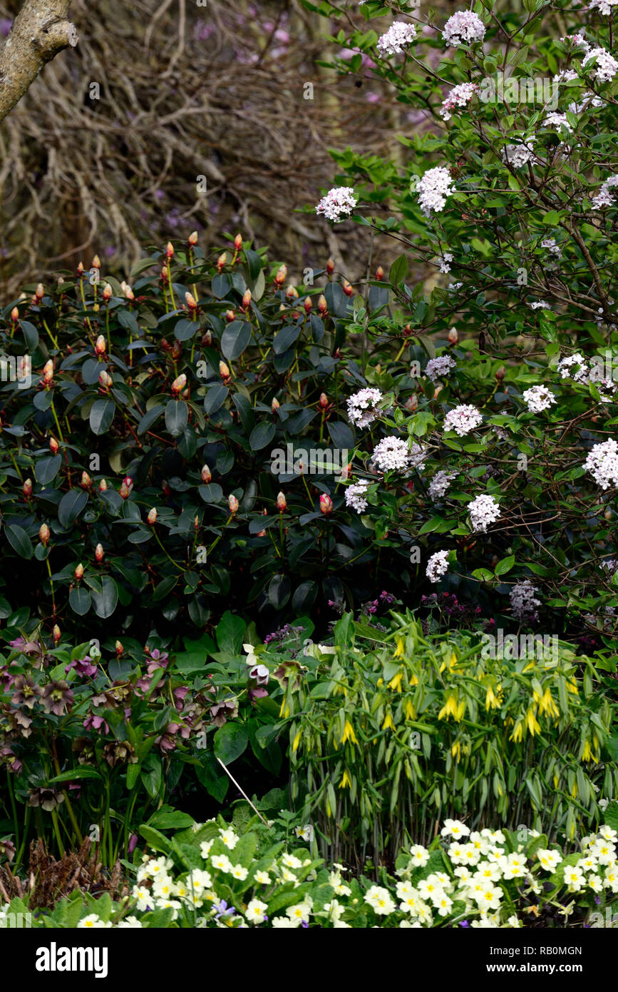 viburnum,camellia japonica,Uvularia grandiflora,primula vulgaris,flowers,flower,flowering,spring,shrub,shrubs,woodland garden,gardens,RM Floral Stock Photo