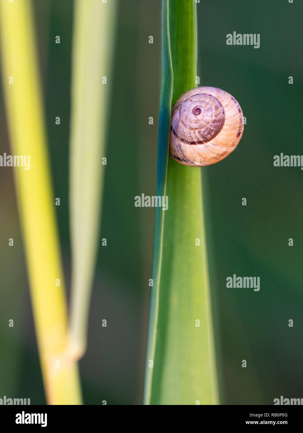 Isolated snail in green leaf Stock Photo