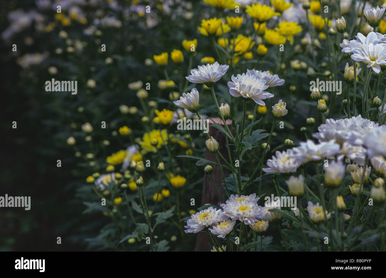 Small white chrysanthemum hi-res stock photography and images - Alamy