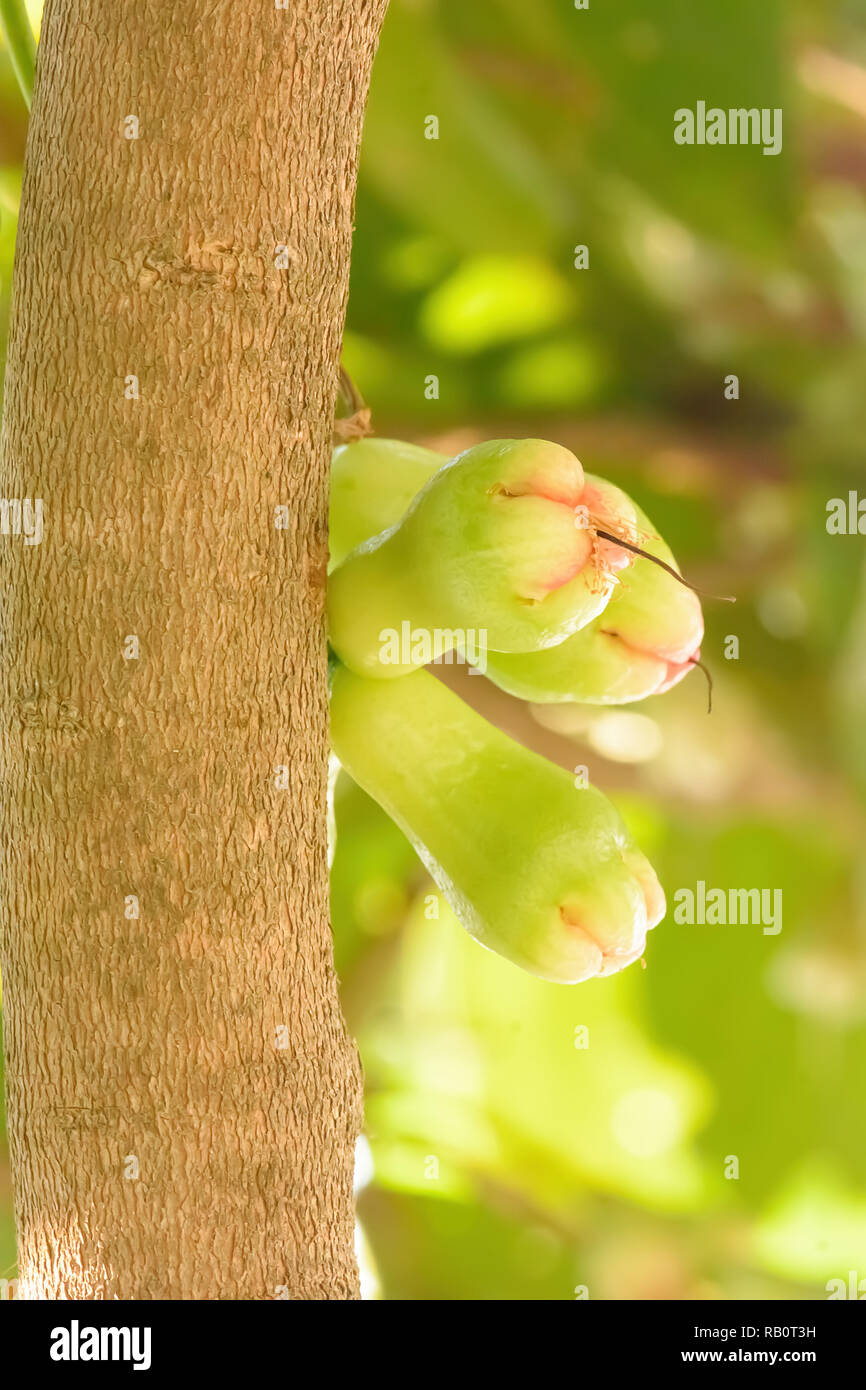 Rose under apple tree hi-res stock photography and images - Alamy