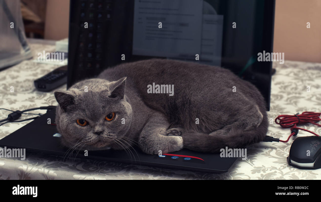 British shorthair cat sitting on a laptop Stock Photo Alamy